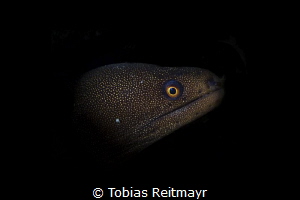 Snooted Goldentail Moray, Pink Beach, Bonaire by Tobias Reitmayr 